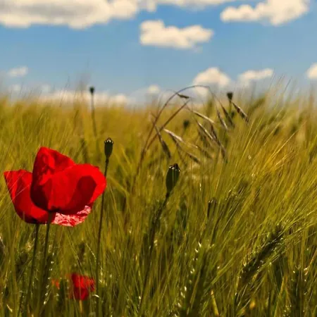 Sonniges Balkonapartment, Apartment Ahausen (Baden-Wurttemberg)