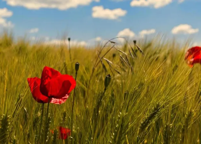 Sonniges Balkonapartment, アパート Ahausen